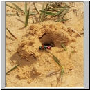 Hedychrum nobile - Sand-Goldwespe 02.jpg